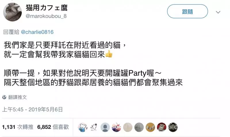 把家貓養到太大隻! 網驚呼「這是獅子吧?!」 奴才笑PO「胖喵照」超可愛