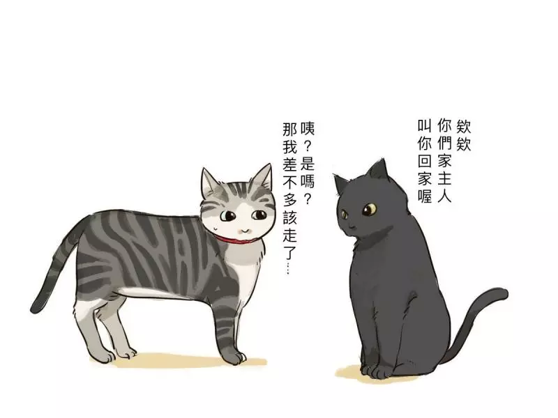把家貓養到太大隻! 網驚呼「這是獅子吧?!」 奴才笑PO「胖喵照」超可愛