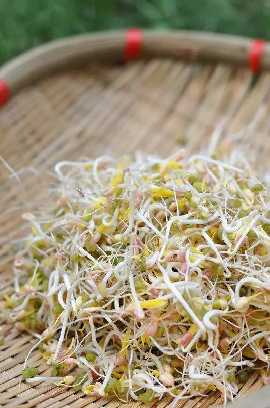 豆芽菜的20種做法,好吃又健康,上桌3分鐘光碟,常吃孩子長得高