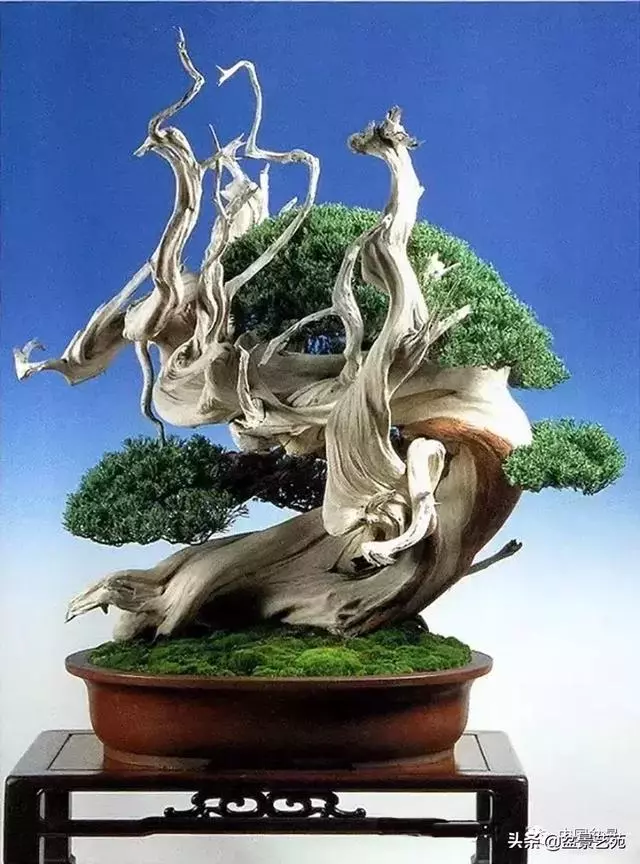 盆景神枝與舍利幹的製作大有講究