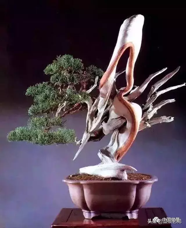 盆景神枝與舍利幹的製作大有講究