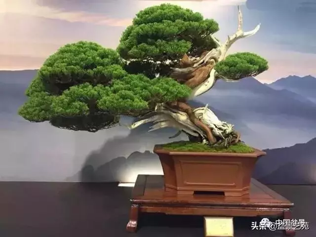 盆景神枝與舍利幹的製作大有講究
