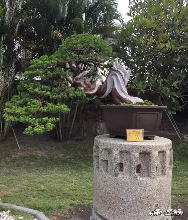 盆景神枝與舍利幹的製作大有講究