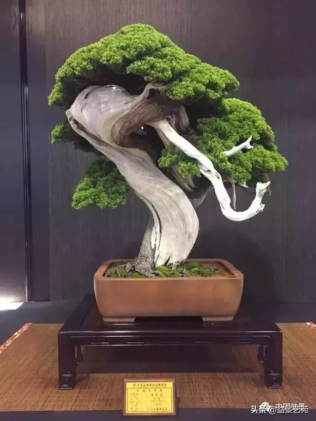 盆景神枝與舍利幹的製作大有講究