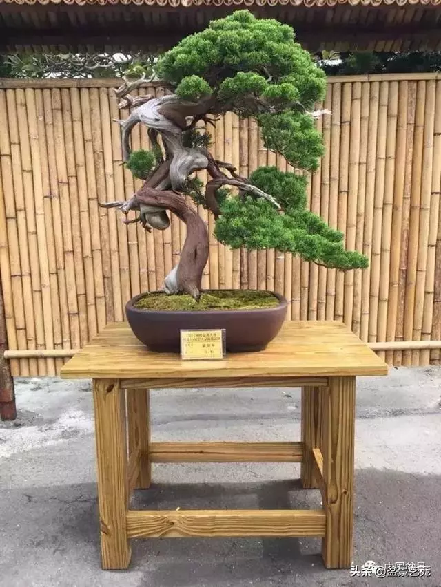 盆景神枝與舍利幹的製作大有講究