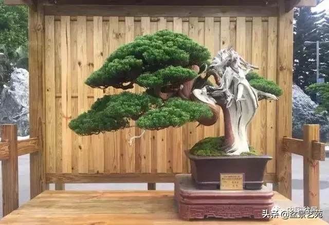 盆景神枝與舍利幹的製作大有講究