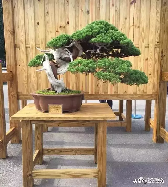 盆景神枝與舍利幹的製作大有講究