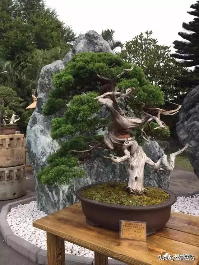 盆景神枝與舍利幹的製作大有講究