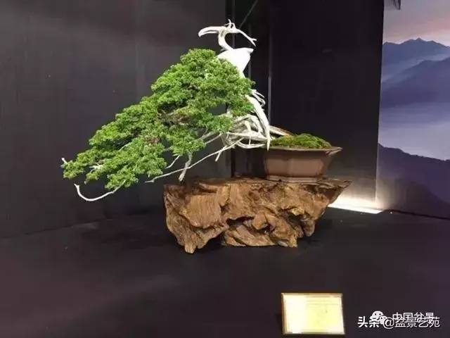 盆景神枝與舍利幹的製作大有講究