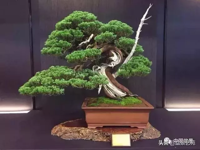 盆景神枝與舍利幹的製作大有講究