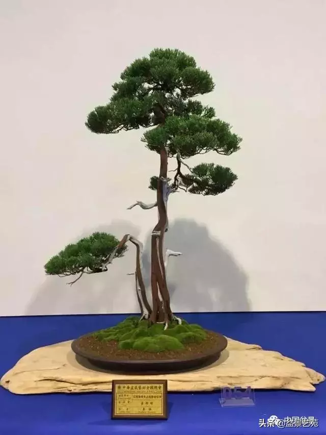 盆景神枝與舍利幹的製作大有講究