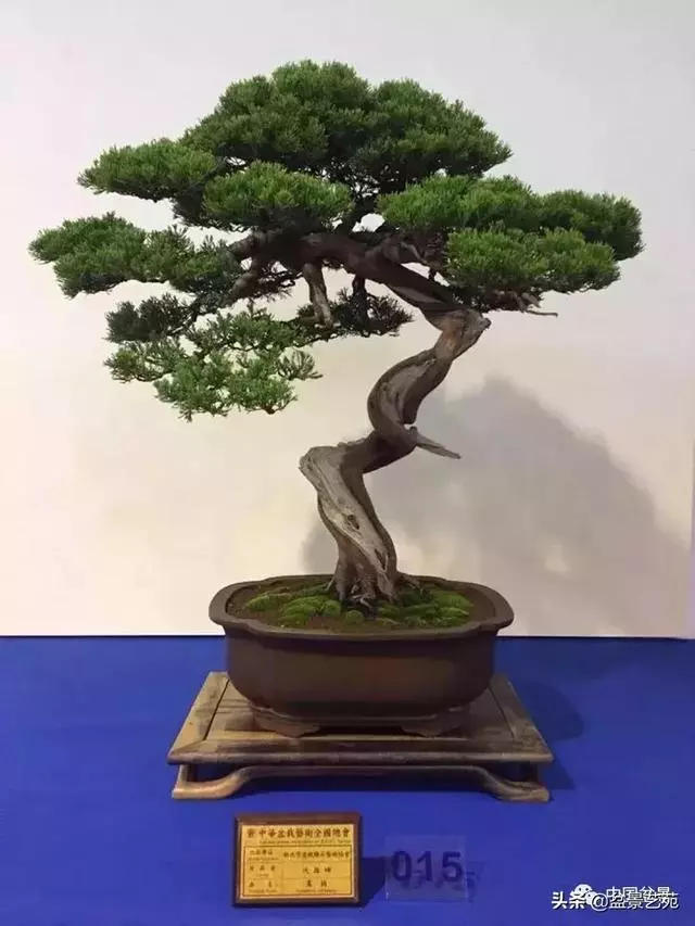 盆景神枝與舍利幹的製作大有講究