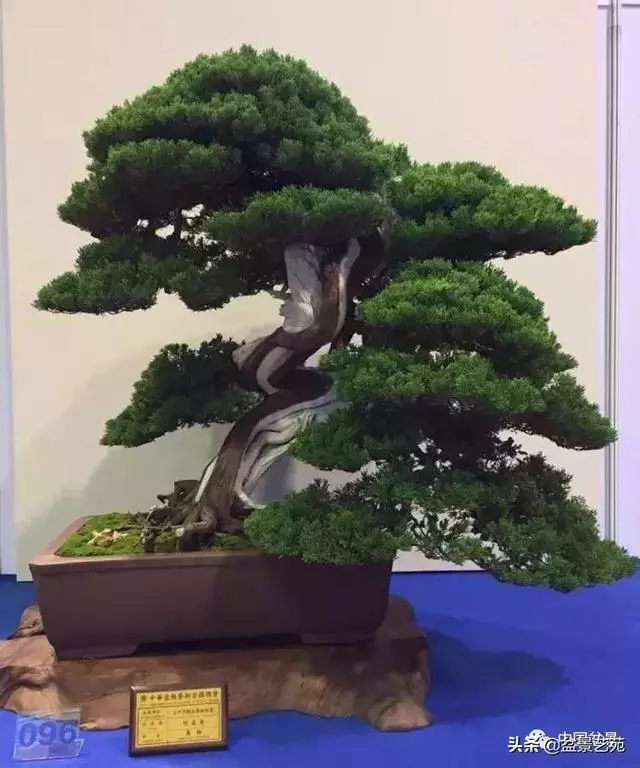 盆景神枝與舍利幹的製作大有講究