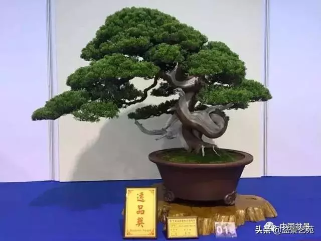 盆景神枝與舍利幹的製作大有講究