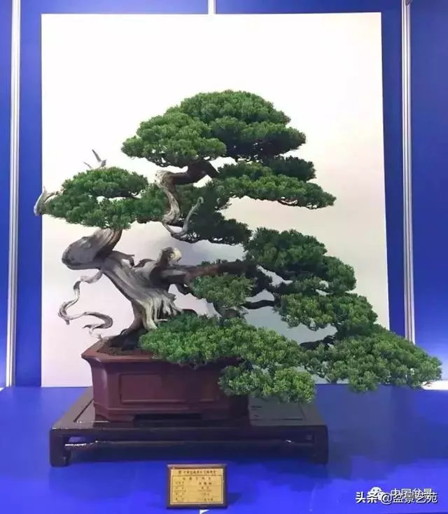 盆景神枝與舍利幹的製作大有講究