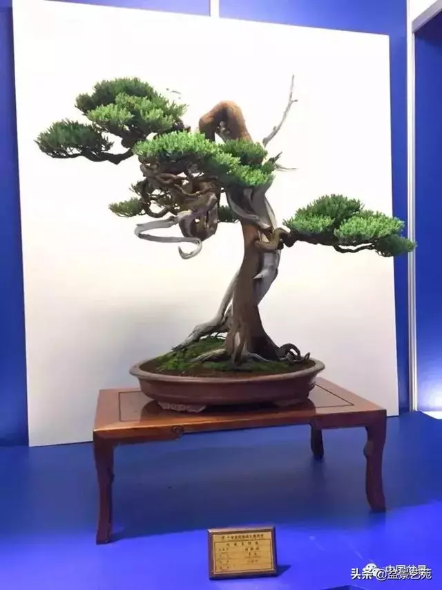 盆景神枝與舍利幹的製作大有講究