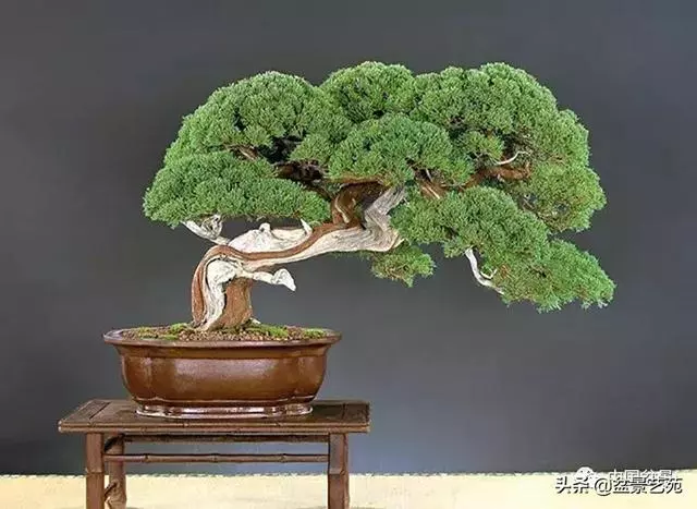 盆景神枝與舍利幹的製作大有講究