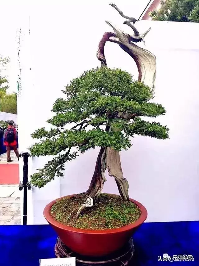 盆景神枝與舍利幹的製作大有講究