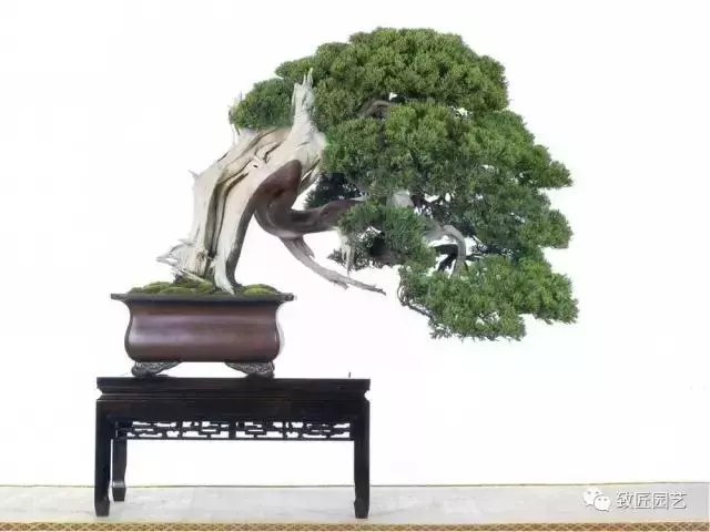 盆景基礎知識:盆景的剪定與疏葉
