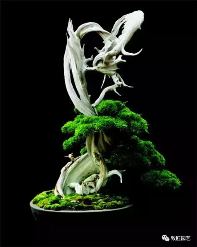 盆景基礎知識:盆景的剪定與疏葉