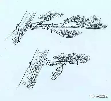 盆景基礎知識:盆景的剪定與疏葉