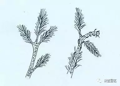 盆景基礎知識:盆景的剪定與疏葉