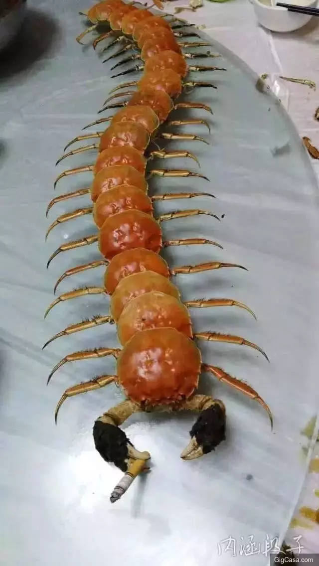 31張必定笑到噴淚的爆笑趣圖