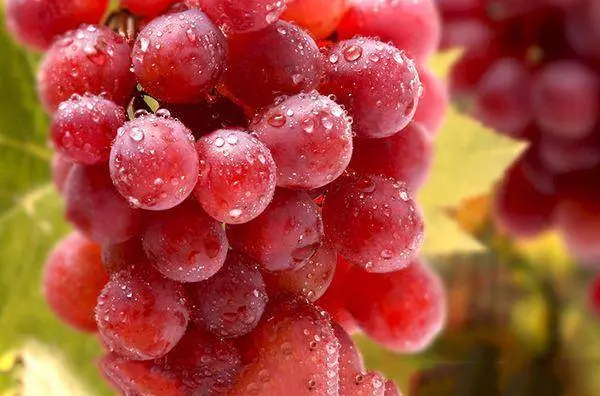 黑提、紅提、青提,吃哪種葡萄最養生?不管好壞,1種葡萄要少吃