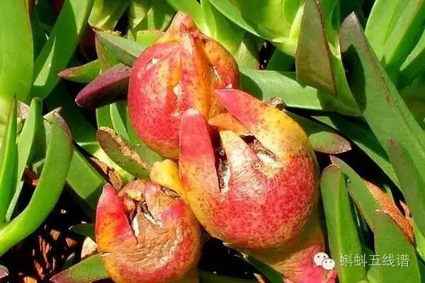 世界10大坑爹黑暗水果,看到最後整個人都升華了