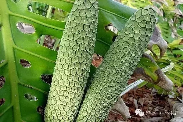 世界10大坑爹黑暗水果,看到最後整個人都升華了