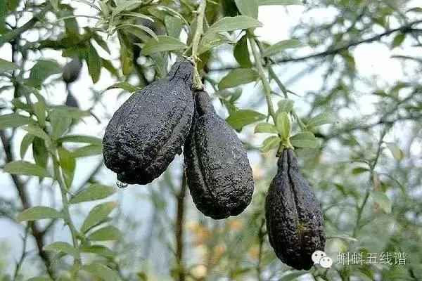 世界10大坑爹黑暗水果,看到最後整個人都升華了