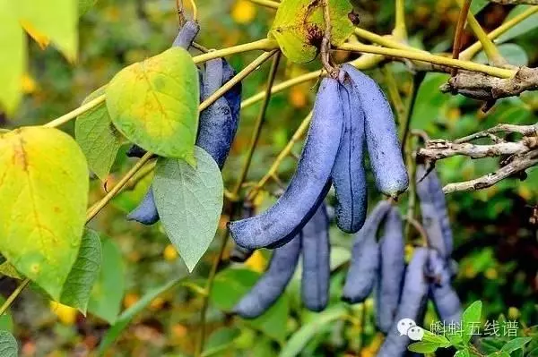 世界10大坑爹黑暗水果,看到最後整個人都升華了