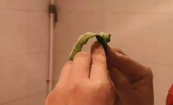 削下的黃瓜皮不要扔,其實它有3個妙用,不知道就可惜了,能省不少錢