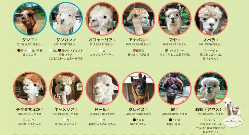 不是新品種啦~日本牧場PO「草泥馬剃毛照」 網傻眼:這畫面太獵奇