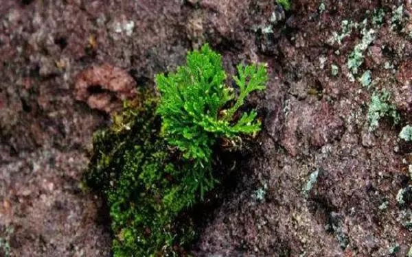 人稱「還魂草」,或許您家門口就有,請記住它的外貌,當今好珍貴