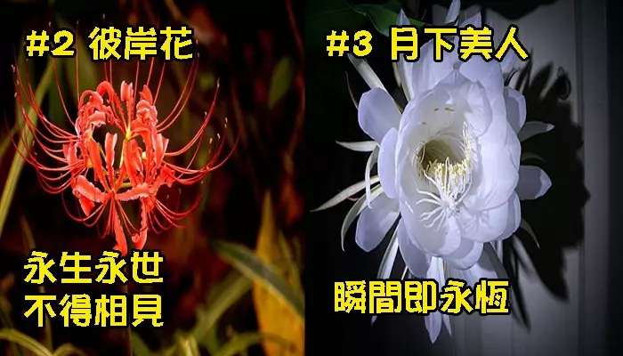 世界排名10大最悲傷的花語,讓我們一起來看看吧!