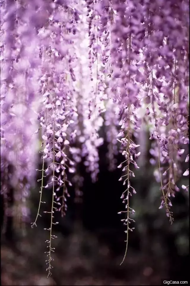 世界排名10大最悲傷的花語,讓我們一起來看看吧!