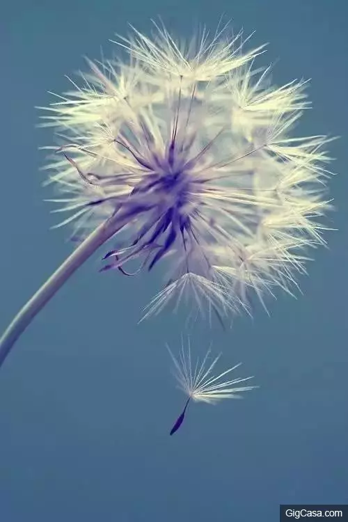 世界排名10大最悲傷的花語,讓我們一起來看看吧!