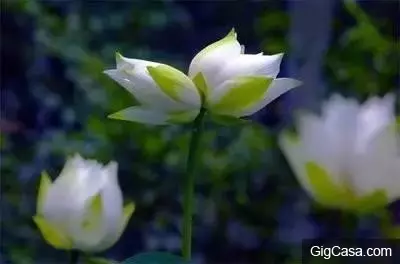 世界排名10大最悲傷的花語,讓我們一起來看看吧!