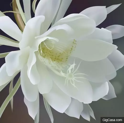 世界排名10大最悲傷的花語,讓我們一起來看看吧!