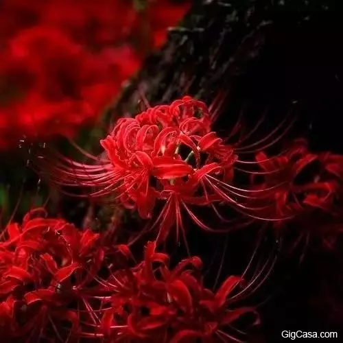 世界排名10大最悲傷的花語,讓我們一起來看看吧!