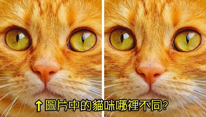 10張對比圖來考考大家,看看大家能不能發現在這兩張圖片中的哪個部分發生變化了!