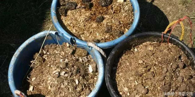 自製肥料的9種常見材料,用這些技巧就能促進植物生長