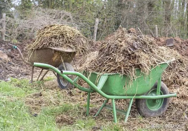 自製肥料的9種常見材料,用這些技巧就能促進植物生長