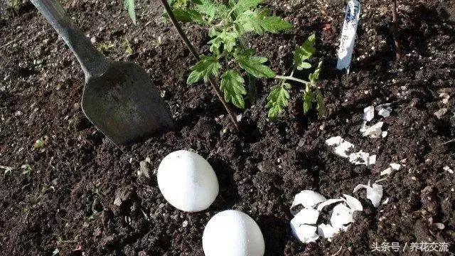 自製肥料的9種常見材料,用這些技巧就能促進植物生長