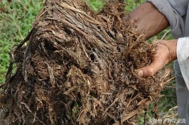 自製肥料的9種常見材料,用這些技巧就能促進植物生長