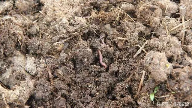 自製肥料的9種常見材料,用這些技巧就能促進植物生長