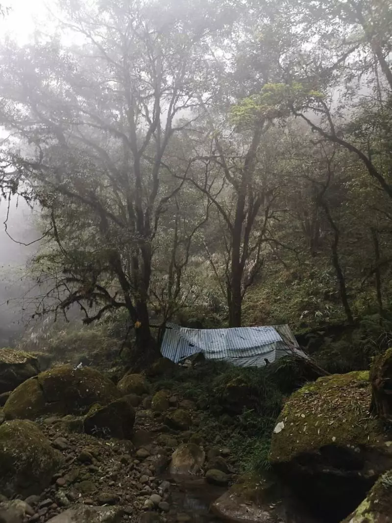 山林悲歌!蛟龍瀑布原始林 處處山老鼠窩、鏈鋸聲迴盪