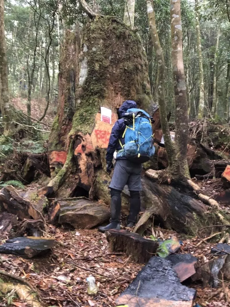山林悲歌!蛟龍瀑布原始林 處處山老鼠窩、鏈鋸聲迴盪