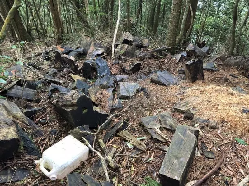 山林悲歌!蛟龍瀑布原始林 處處山老鼠窩、鏈鋸聲迴盪